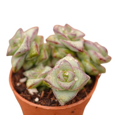 Crassula Perforata Plant for Sale-Succulent Plants|Mondo Piante