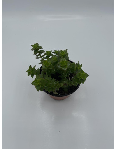 Vendita Pianta Grassa Crassula Perforata | MondoPiante