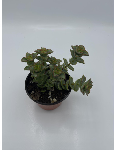 Vendita Pianta Grassa Crassula Perforata | MondoPiante