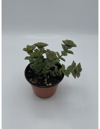 Vendita Pianta Grassa Crassula Perforata | MondoPiante