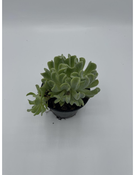 Vendita Echeveria Topsy Turvy | La Succulenta Sottosopra | MondoPiante