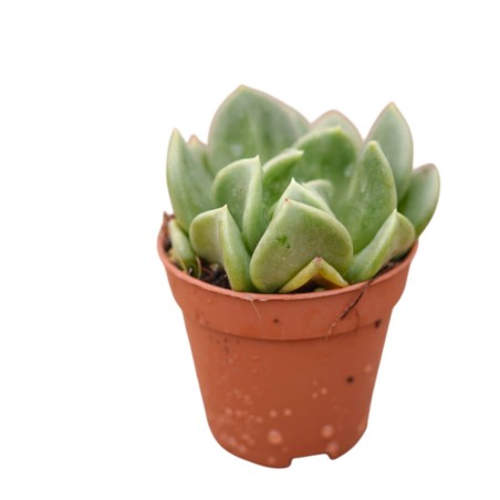 Echeveria Runyonii Plant for Sale-Succulent Plants|Mondo Piante