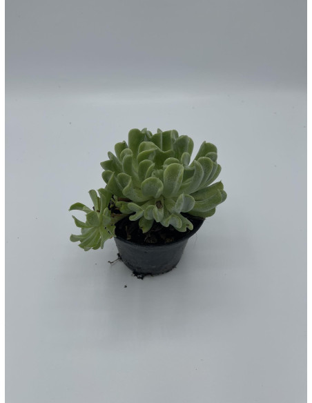 Vendita Echeveria Topsy Turvy | La Succulenta Sottosopra | MondoPiante