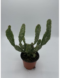 Pianta opuntia monacantha... 2