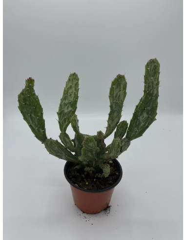 Vendita Pianta opuntia monacantha OnLine|Vivaio Mondo Piante