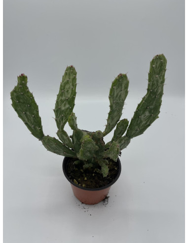 Vendita Pianta opuntia monacantha OnLine|Vivaio Mondo Piante