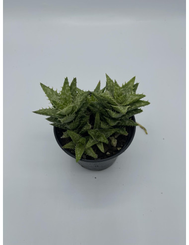 Vendita Aloe squarrosa | L'Aloe a Stella di Socotra | MondoPiante