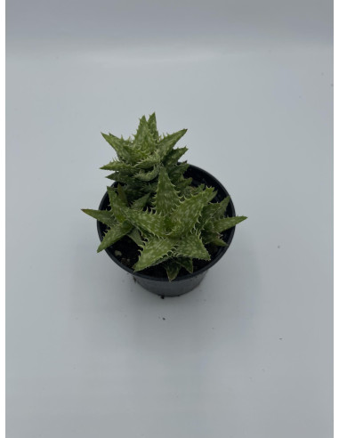 Vendita Aloe squarrosa | L'Aloe a Stella di Socotra | MondoPiante