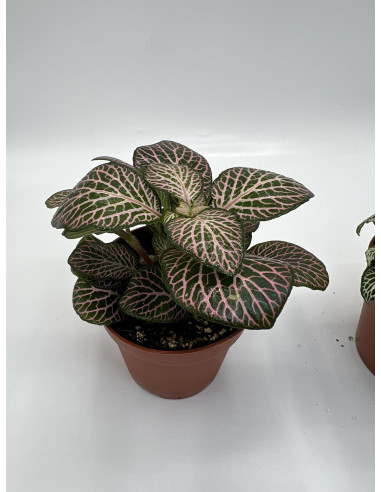 Vendita Pianta Fittonia - Piante Verdi|Mondo Piante