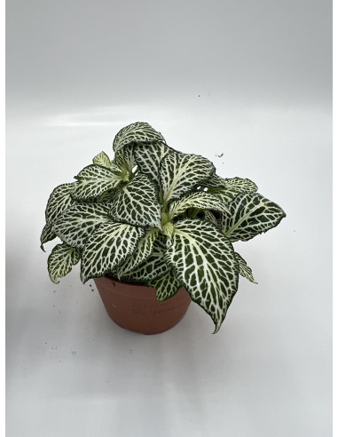 Vendita Pianta Fittonia - Piante Verdi|Mondo Piante