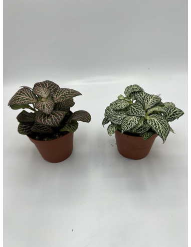 Vendita Pianta Fittonia - Piante Verdi|Mondo Piante