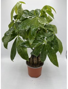copy of Sanseveria Plant...