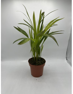Vendita Pianta  Dypsis lutescens Vaso 12-Palmizi online|Mondo Piante 2