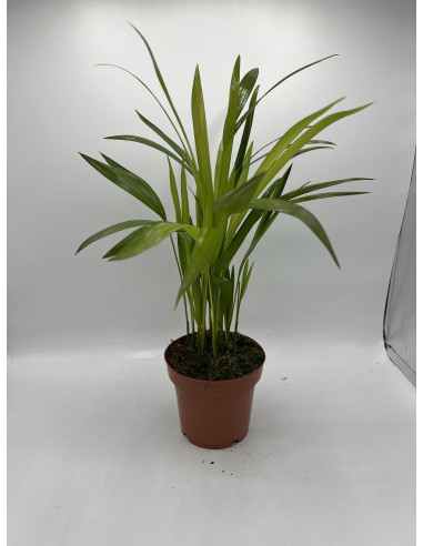 Vendita Pianta  Dypsis lutescens Vaso 12-Palmizi online|Mondo Piante