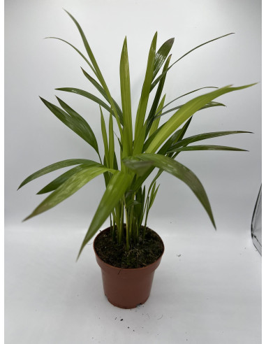 Vendita Pianta  Dypsis lutescens Vaso 12-Palmizi online|Mondo Piante