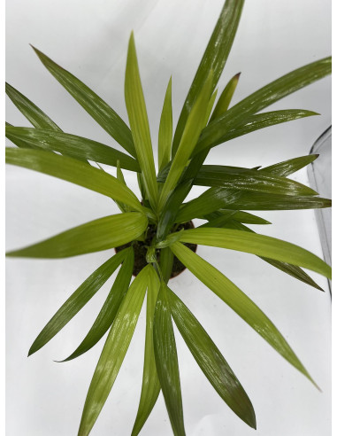 Vendita Pianta  Dypsis lutescens Vaso 12-Palmizi online|Mondo Piante