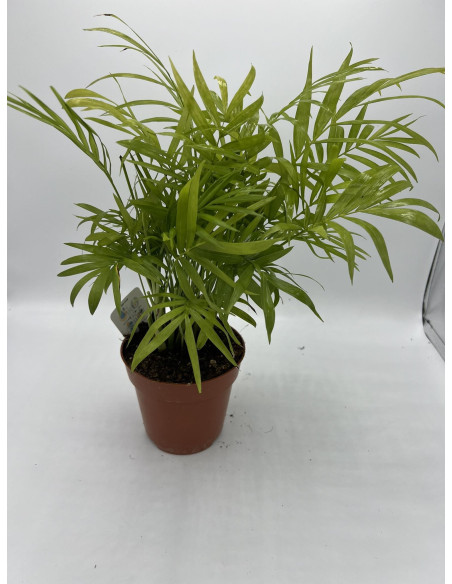 Vendita Pianta di Chamaedorea elegans-Piante Verdi|Mondo Piante