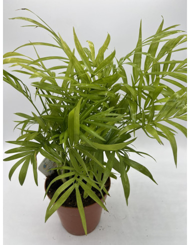 Vendita Pianta di Chamaedorea elegans-Piante Verdi|Mondo Piante