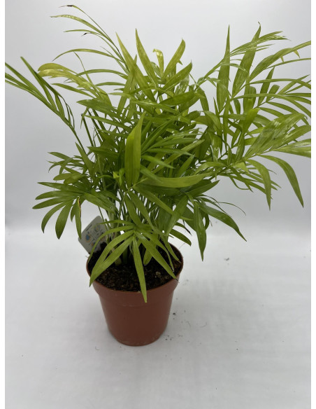 Vendita Pianta di Chamaedorea elegans-Piante Verdi|Mondo Piante