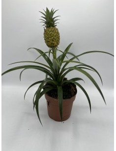 Pianta dell'Ananas Vaso...