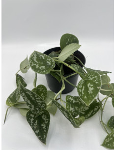 Vendita Scindapsus pictus Argyraeus-Piante Verdi Online | Mondo Piante