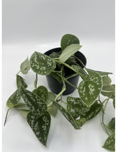 Vendita Scindapsus pictus Argyraeus-Piante Verdi Online | Mondo Piante