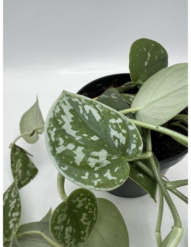 Vendita Scindapsus pictus Argyraeus-Piante Verdi Online | Mondo Piante