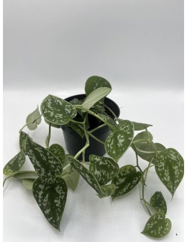 Vendita Scindapsus pictus Argyraeus-Piante Verdi Online | Mondo Piante