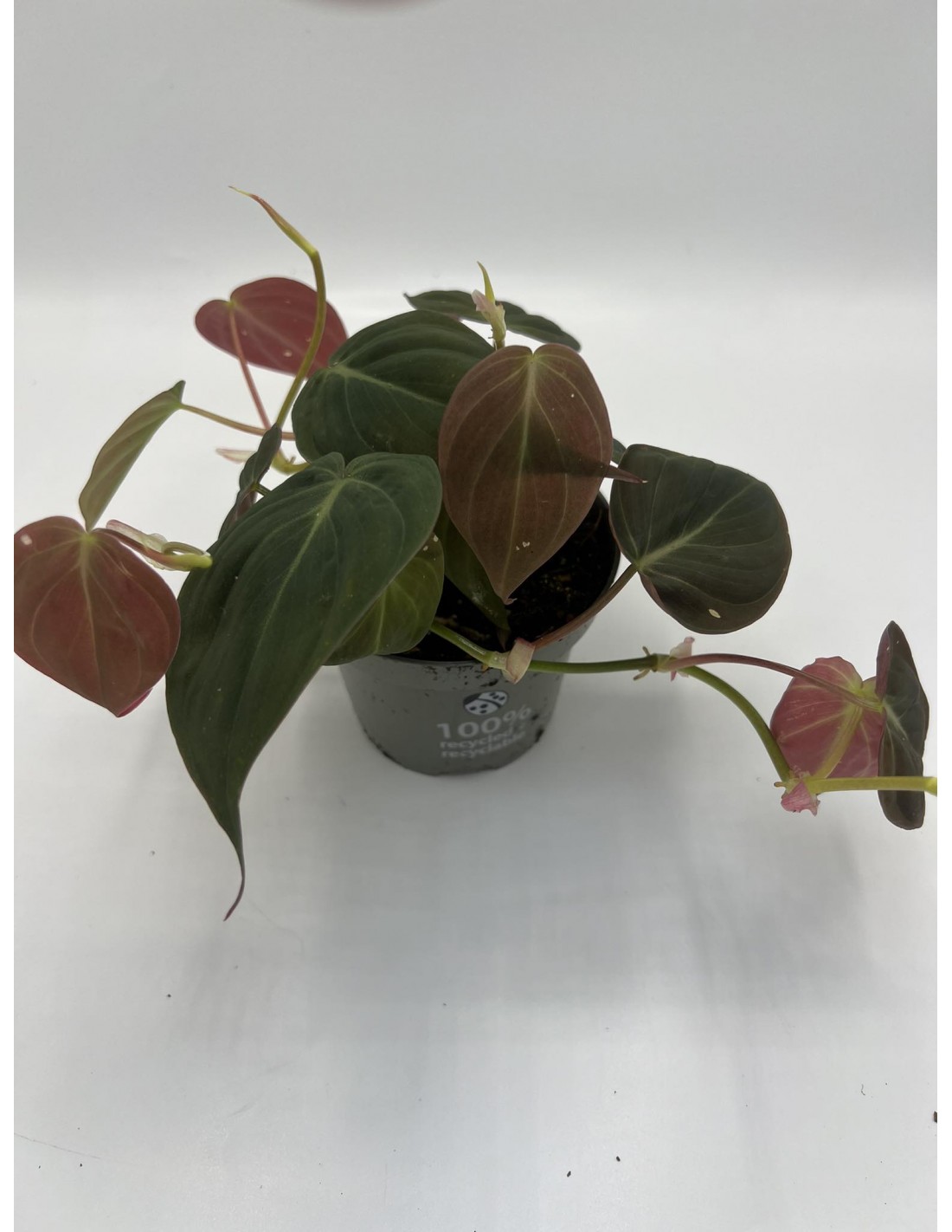 Filodendro Green Princess - Pianta Da Appartamento In Vaso 12cm, Altezza 20-30cm - Foto 12