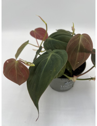 Vendita Philodendron subsp. micans Vaso 12cm-Piante Verdi|Mondo Piante