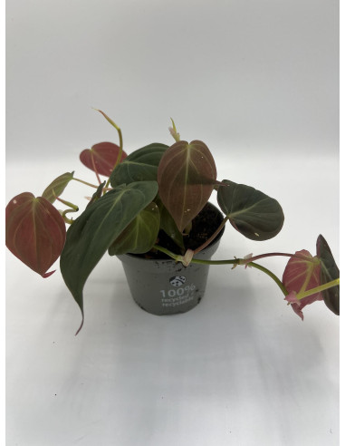 Vendita Philodendron subsp. micans Vaso 12cm-Piante Verdi|Mondo Piante