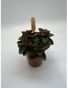 Pianta Peperomia 'Red Long'... 2