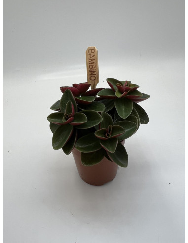 Vendita Pianta Peperomia Red Long-Piante Verdi|Mondo Piante