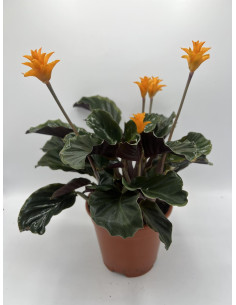 Vendita Pianta di Calathea Crocata-Piante Verdi|Mondo Piante