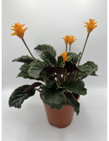 Vendita Pianta di Calathea Crocata-Piante Verdi|Mondo Piante