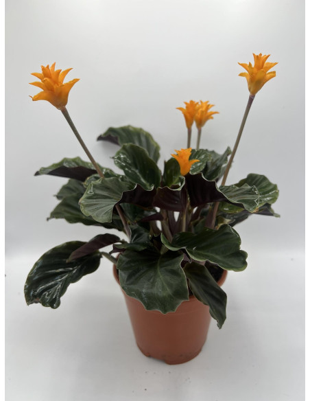Vendita Pianta di Calathea Crocata-Piante Verdi|Mondo Piante