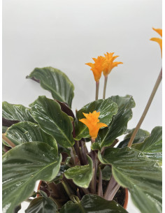 Vendita Pianta di Calathea Crocata-Piante Verdi|Mondo Piante 2