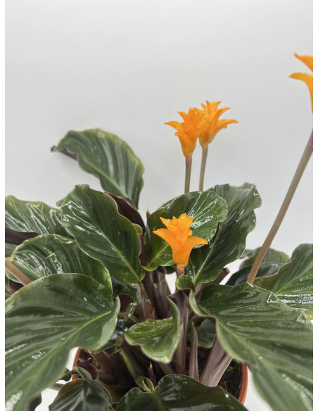 Vendita Pianta di Calathea Crocata-Piante Verdi|Mondo Piante