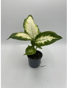 Pianta Dieffenbachia... 2