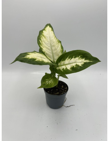 Vendita Pianta Dieffenbachia Camilla Vaso 8.5cm-Piante Verdi|Mondo Piante