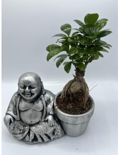 Bonsai Ficus micr. Ginseng... 2