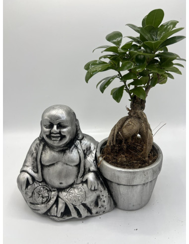 Vendita Bonsai Ficus Ginseng Buddha Pot-Bonsai|Vivaio Mondo Piante
