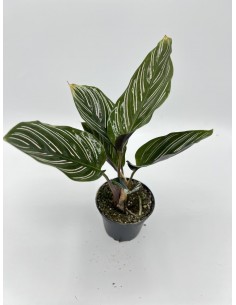 Pianta Calathea ornata Vaso...