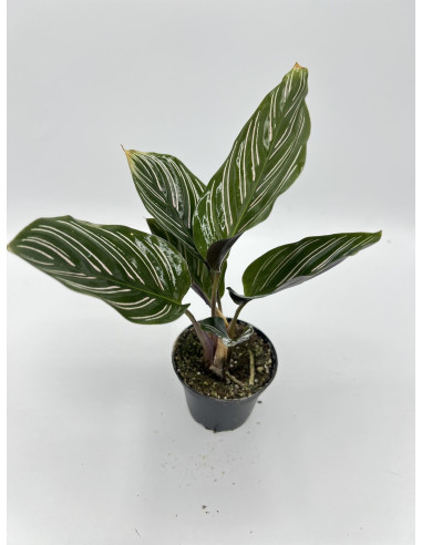 Vendita Pianta di Calathea ornata-Piante Verdi|Mondo Piante