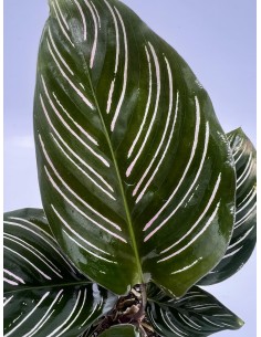 Pianta Calathea ornata Vaso... 2