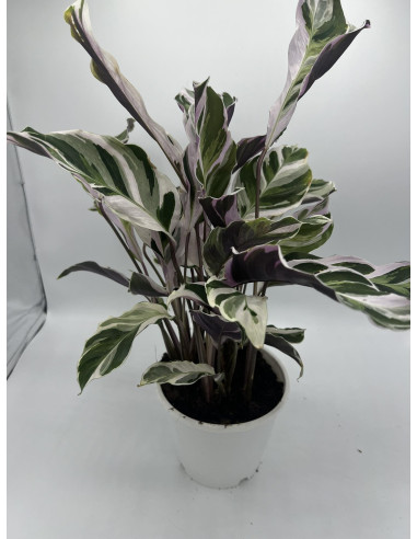 Vendita Pianta di Calathea Fusion White-Piante Verdi|Mondo Piante