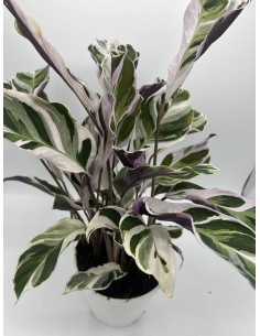 Pianta Calathea Fusion...