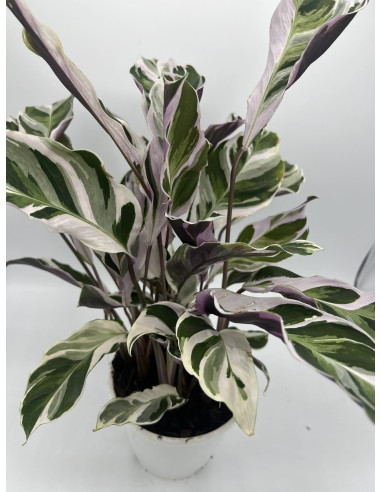 Vendita Pianta di Calathea Fusion White-Piante Verdi|Mondo Piante
