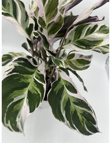 Vendita Pianta di Calathea Fusion White-Piante Verdi|Mondo Piante
