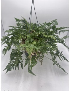 copy of Alocasia tree